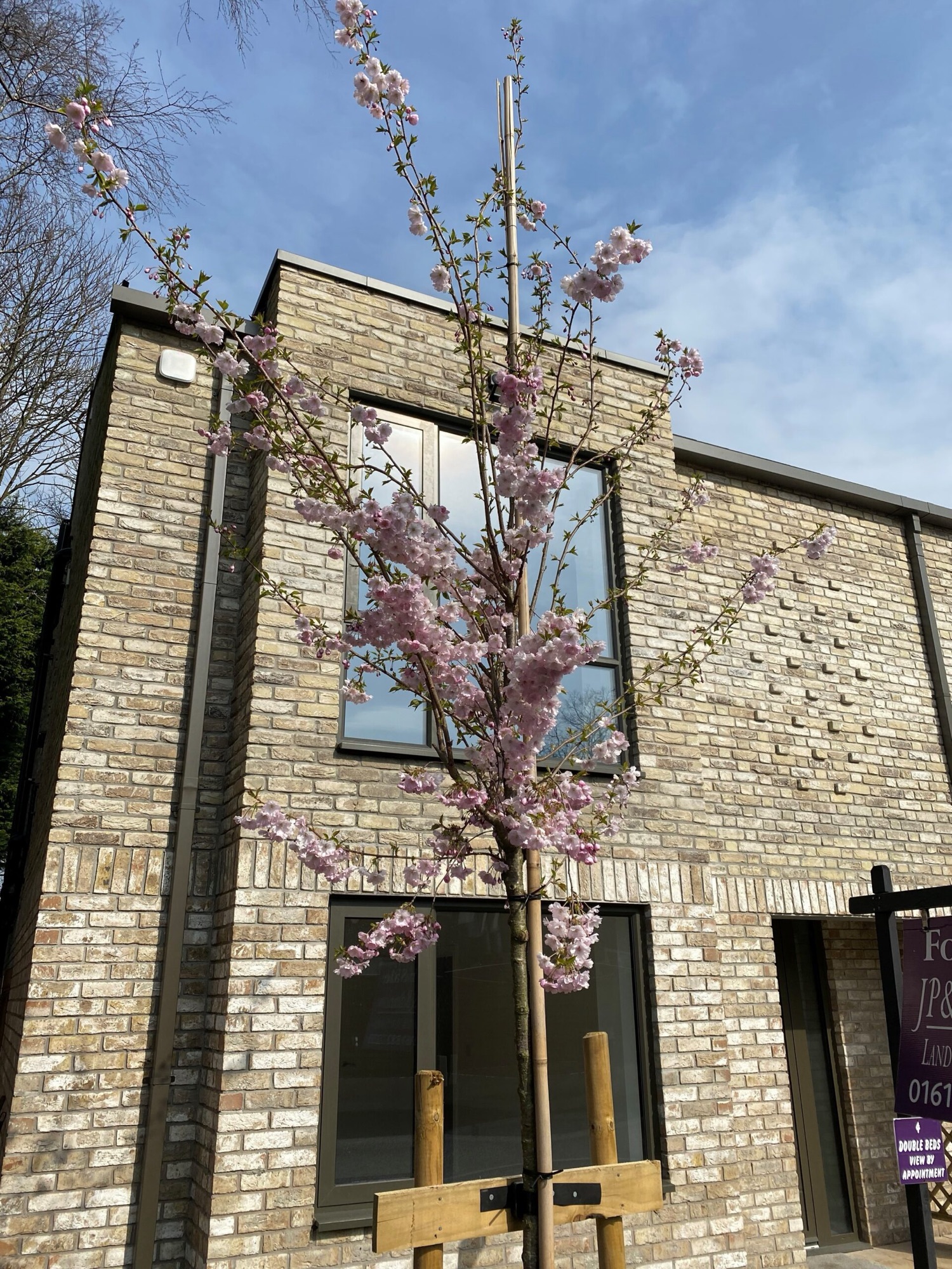 Spring blossom in front of a Lawn Drive home